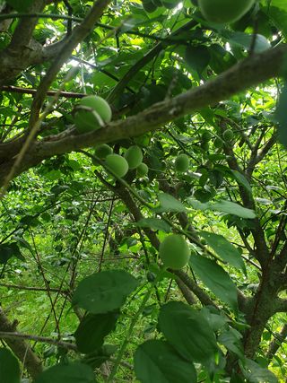고구마20582님의 매실 · 자유게시판 작성글 사진