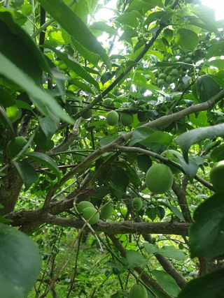 고구마20582님의 매실 · 자유게시판 작성글 사진