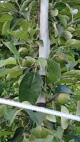 팜모닝 사과·일상 게시글 이미지