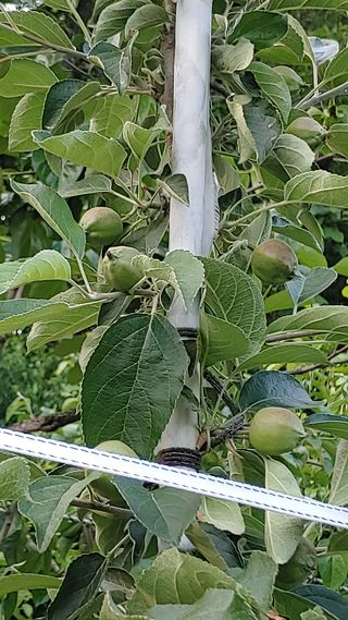 박상현님의 사과 · 일상 작성글 사진