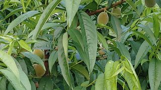 박상현님의 사과 · 일상 작성글 사진