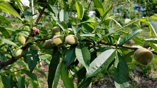 박상현님의 사과 · 일상 작성글 사진