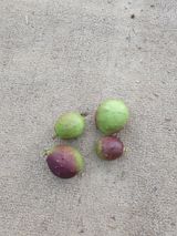 팜모닝 복숭아·자유게시판 게시글 이미지