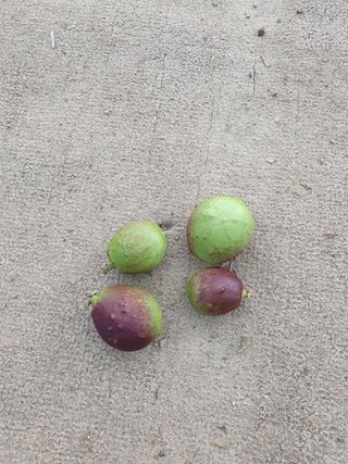 하양복숭님의 복숭아 · 자유게시판 작성글 사진