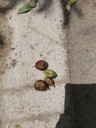 하양복숭님의 복숭아 · 자유게시판 작성글 사진