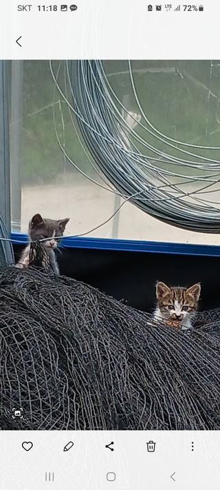 혁이네농원님의 포도 · 자유게시판 작성글 사진