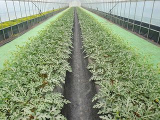 그린톡톡 오계상님의 기타작물 · 자유게시판 작성글 사진