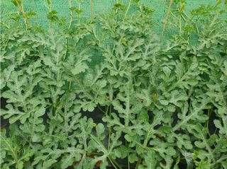 그린톡톡 오계상님의 기타작물 · 자유게시판 작성글 사진