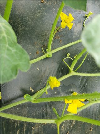 그린톡톡 오계상님의 기타작물 · 자유게시판 작성글 사진