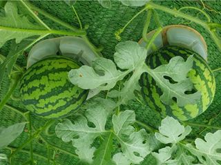 그린톡톡 오계상님의 기타작물 · 자유게시판 작성글 사진