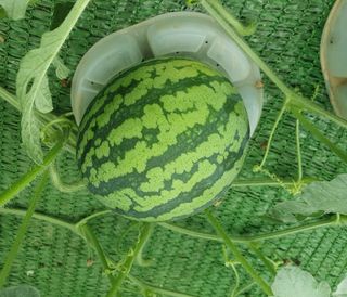 그린톡톡 오계상님의 기타작물 · 자유게시판 작성글 사진