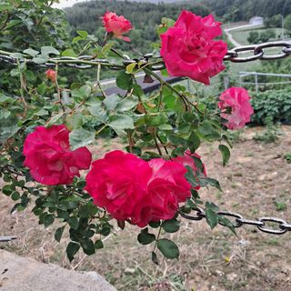 김복실님의 자유주제 · 사진전 작성글 사진