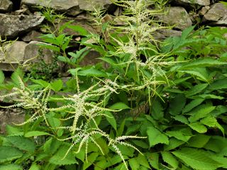 자연농원 순 강재옥님의 자유주제 · 자유게시판 작성글 사진