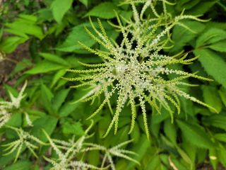 자연농원 순 강재옥님의 자유주제 · 자유게시판 작성글 사진