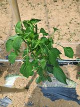 팜모닝 고추·병해충상담 게시글 이미지