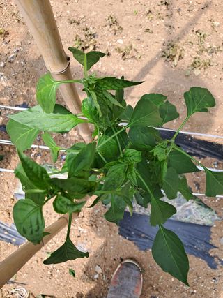 김용순 님의 고추 · 병해충상담 작성글 사진