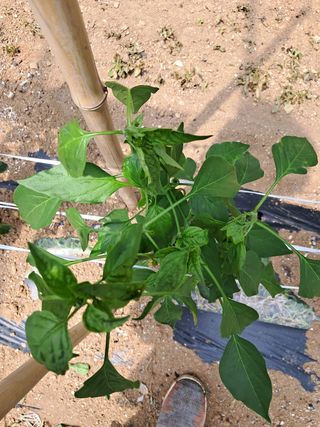 김용순 님의 고추 · 병해충상담 작성글 사진