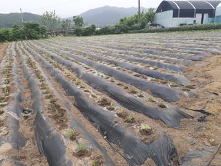 서상기 은퇴농장님의 기타작물 · 자유게시판 작성글 사진
