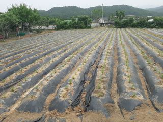 서상기 은퇴농장님의 기타작물 · 자유게시판 작성글 사진