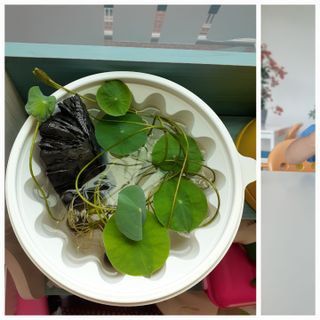 인생은 소풍처럼님의 매실 · 자유게시판 작성글 사진