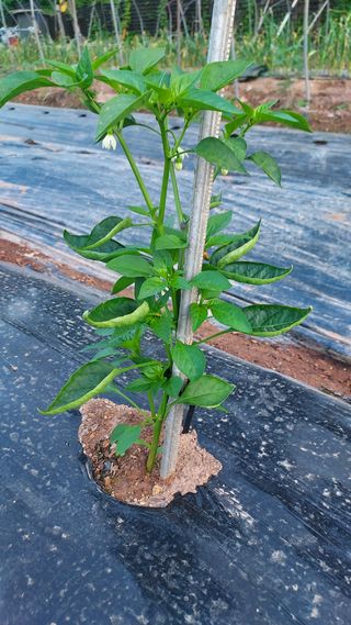 배영홍님의 고추 · 병해충상담 작성글 사진