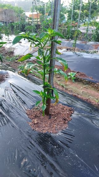 배영홍님의 고추 · 병해충상담 작성글 사진