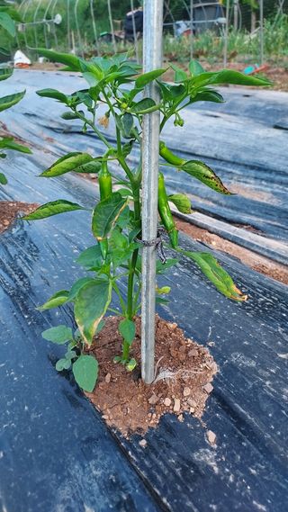 배영홍님의 고추 · 병해충상담 작성글 사진