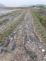 팜모닝 마늘·일상 게시글 이미지