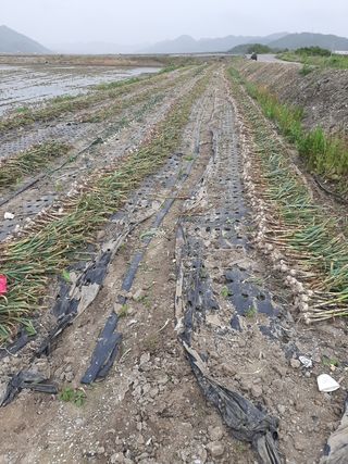 땅끝해남님의 마늘 · 일상 작성글 사진