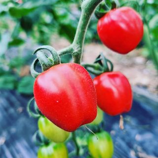 엄미애님의 토마토 · 일상 작성글 사진