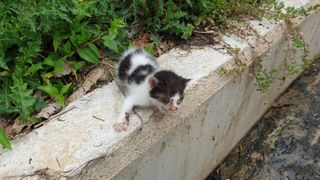 이봉수님의 고추 · 일상 작성글 사진