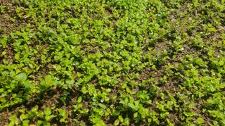 조병대님의 기타작물 · 자유게시판 작성글 사진