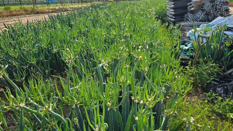 장터 상품 [삼동대파 주아1kg] 썸네일