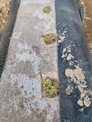 준이네 ^_^♡님의 참깨 · 자유게시판 작성글 사진