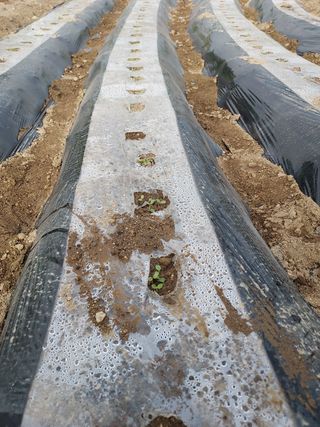 준이네 ^_^♡님의 참깨 · 자유게시판 작성글 사진