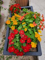 팜모닝 귤·일상 게시글 이미지