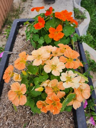 귤20971님의 귤 · 일상 작성글 사진