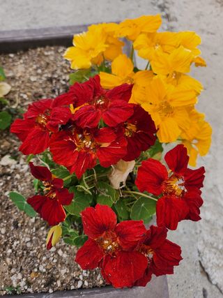 귤20971님의 귤 · 일상 작성글 사진