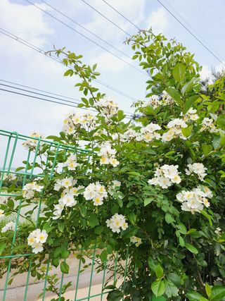 귤20971님의 귤 · 일상 작성글 사진