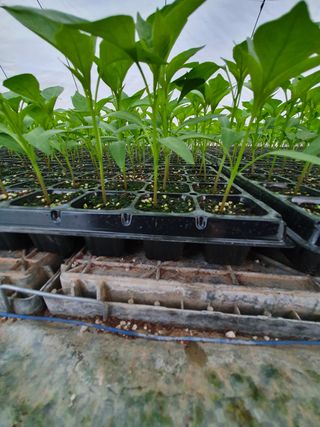 멋진여성농님의 고추 · 병해충상담 작성글 사진