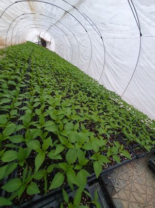 멋진여성농님의 고추 · 병해충상담 작성글 사진