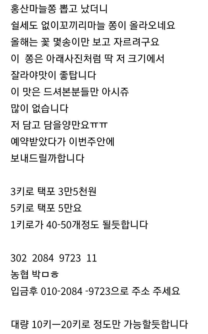장터 상품 [(일단마감)코끼리마늘쫑 소량판매] 썸네일