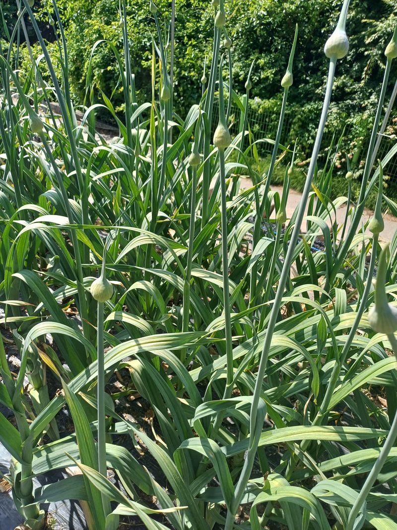 삼성농산님의 장터 판매 상품 [(일단마감)코끼리마늘쫑 소량판매] 첨부 사진
