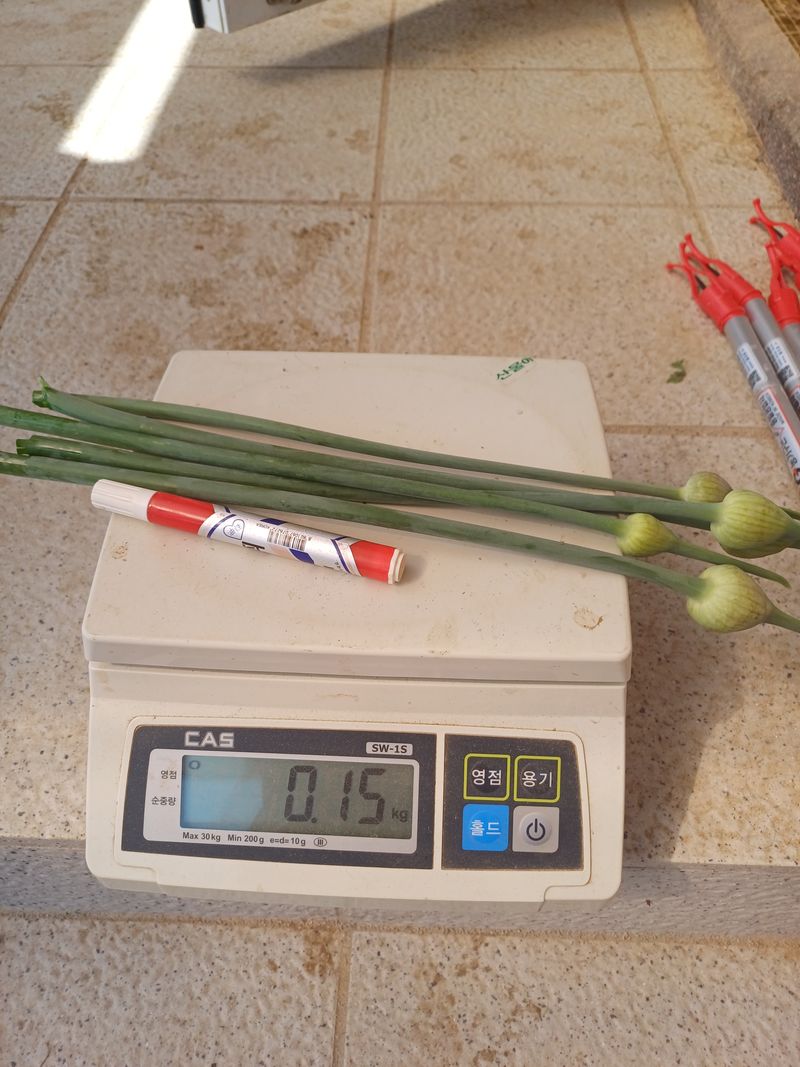 삼성농산님의 장터 판매 상품 [(일단마감)코끼리마늘쫑 소량판매] 첨부 사진