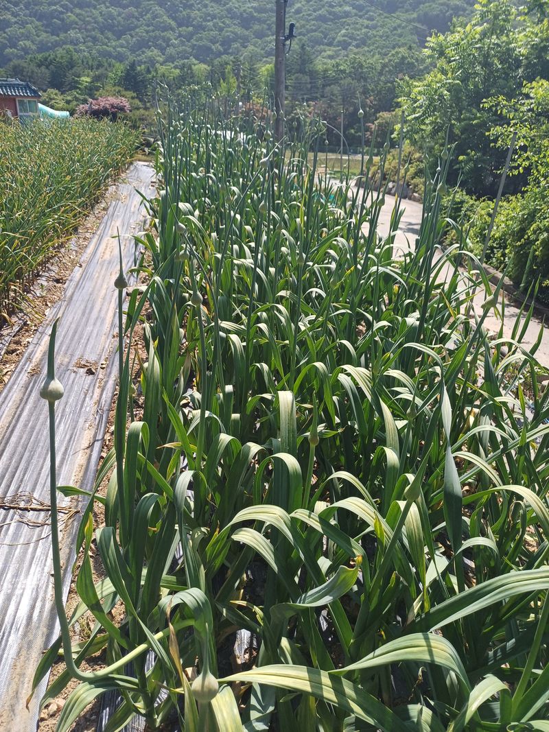 삼성농산님의 장터 판매 상품 [(일단마감)코끼리마늘쫑 소량판매] 첨부 사진