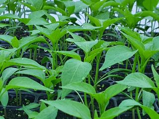 멋진여성농님의 고추 · 병해충상담 작성글 사진