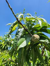 팜모닝 복숭아·병해충상담 게시글 이미지