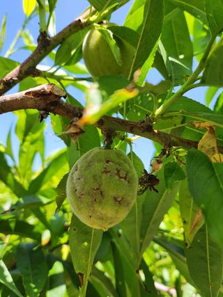 박경분님의 복숭아 · 병해충상담 작성글 사진