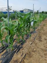 팜모닝 옥수수·자유게시판 게시글 이미지