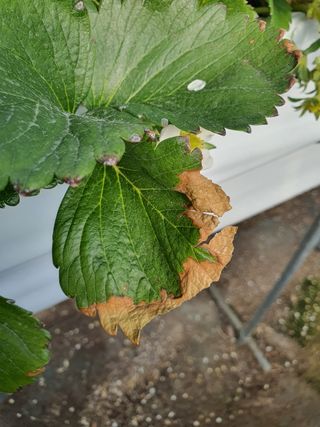 꼬맹님의 딸기 · 병해충상담 작성글 사진